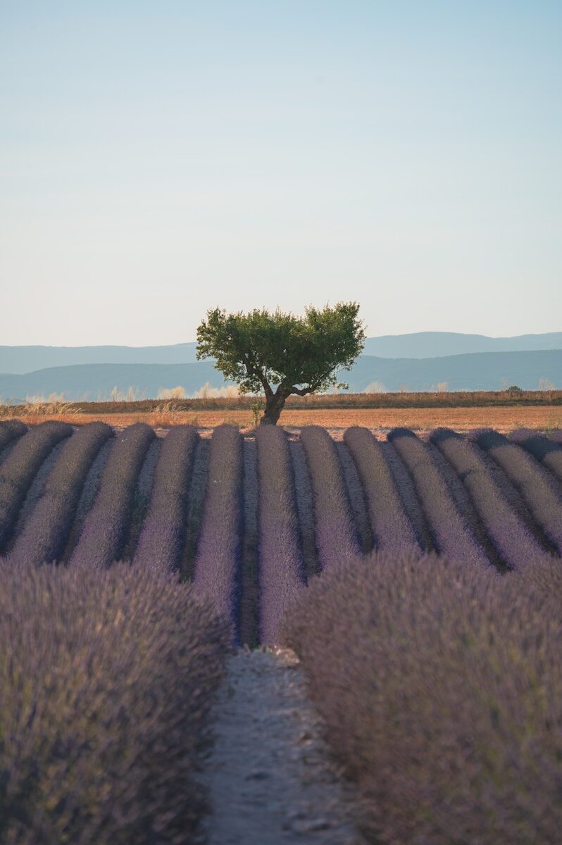 Solitary tree in blooming lavender fields with distant hills.